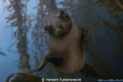 San Benitos - Baby Seelion by Herbert Futterknecht 